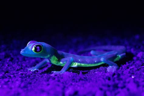 5 Amazing Bioluminescent Animals That Emit Their Own Light - Bullfrag