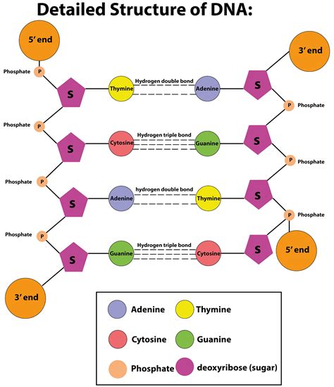 Struktur Diagram