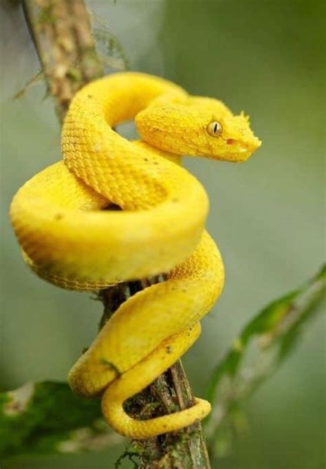 Pin de Scott Bradley en YELLOW | Imagenes de animales, Reptiles y ...