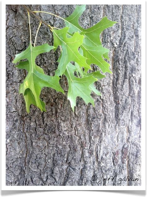 pin oak – Quercus palustris – Leaves and Bark | Boulder Tree Care ...