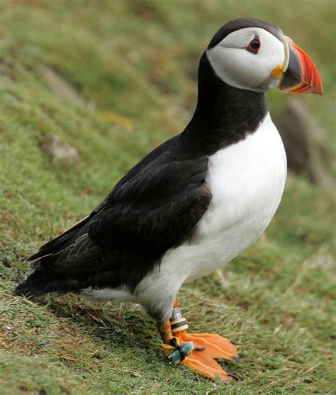 Puffins that stick with their soulmate through thousand-mile migrations ...