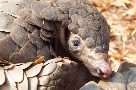 How to See Pangolins on Safari | Ujuzi African Travel