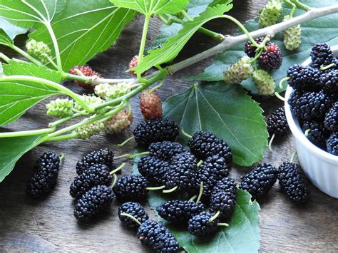 7 Amazing Mulberry Tea Benefits - PT Tamba Sanjiwani