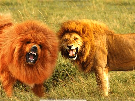 Can A Lion And Dog Breed