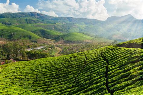 Tea plantations in India stock image. Image of cloud - 159629589