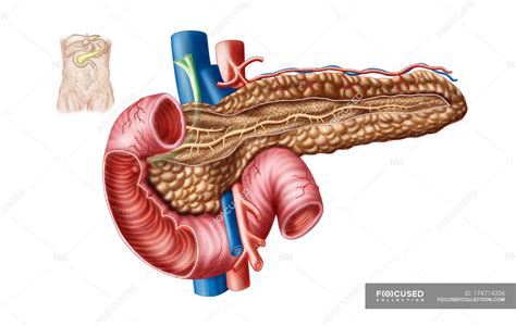 Medical illustration of pancreas anatomy on white background — view ...