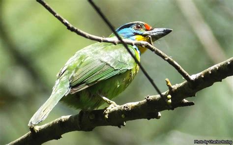 Bird Watching, Wildlife Watching and Sightseeing Tour in Kerinci Seblat ...