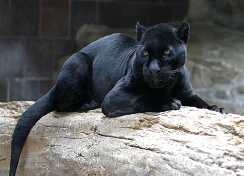 10 Incredible Melanistic (All Black) Animals » TwistedSifter