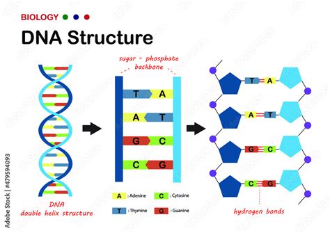 Dna Double Helix Diagram