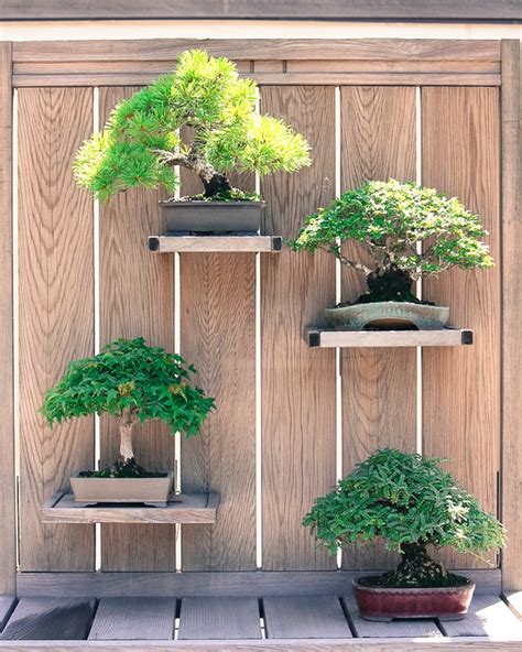 Bonsai garden design inspiration makes your trees stand out