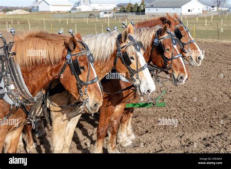 Belgian draft horses pulling plow hi-res stock photography and images ...