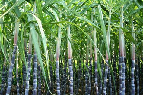 Uttar Pradesh: Sugarcane farmers yet to receive dues of over Rs 6000 ...