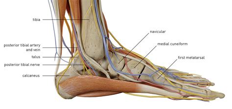 ankle anatomy Health - ankle anatomyankle anatomy