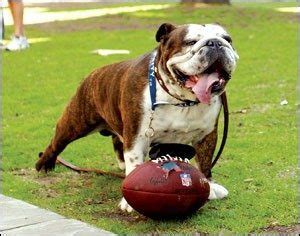 Bulldog: Handsome Dan – Yale’s Hero - Castlewood Bulldogs