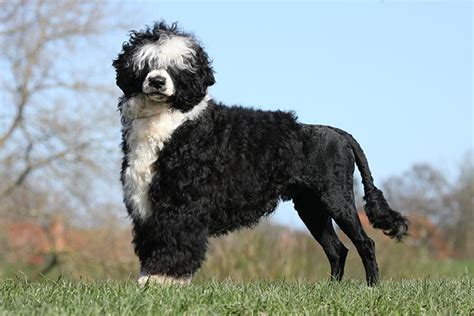 Portuguese Water Dog Dog Breed Information