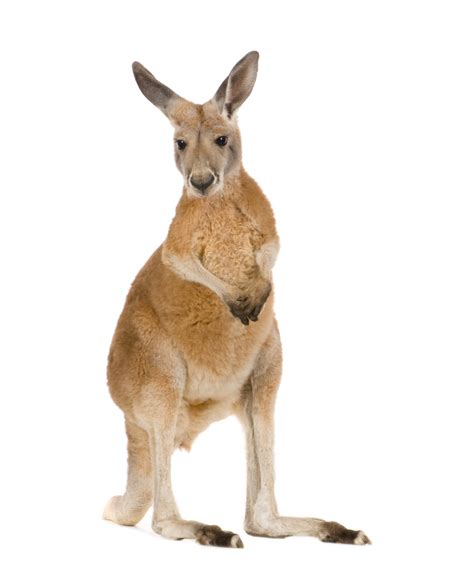 Kangaroo Facts - KidsPressMagazine.com