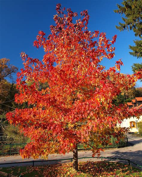 Summer Red Maple Trees for Sale at Arbor Day's Online Tree Nursery ...