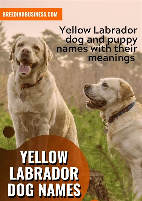 180+ Labrador Dog Names – Yellow, Chocolate & Black Lab Name Ideas!