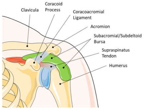 Cells | Free Full-Text | Subacromial Bursa: A Neglected Tissue Is ...