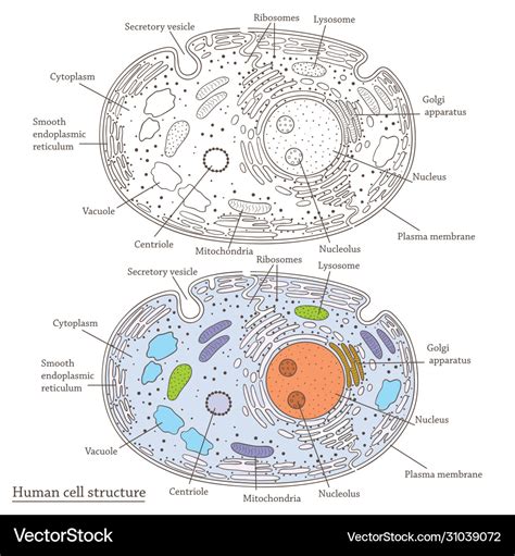 Human cell structure Royalty Free Vector Image