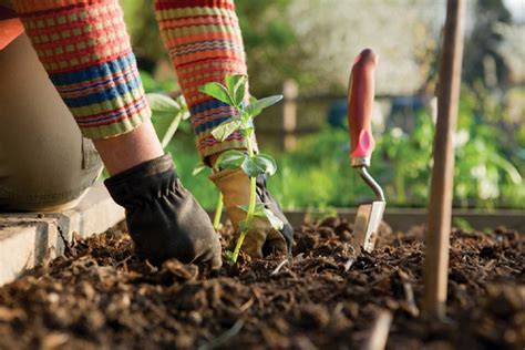 13 Top Gardening Tips for Beginners - Tasteful Space