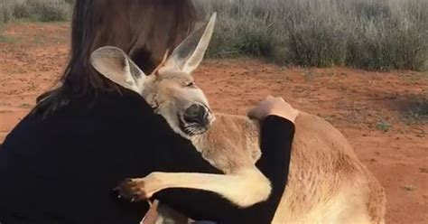 Rescued Kangaroo Hugs Her Rescuers Every Day, And The Internet Can’t ...