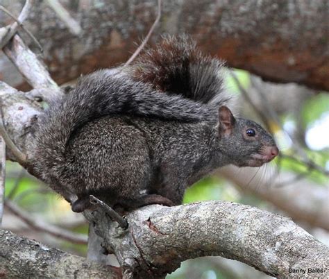 YUCATAN SQUIRREL 1763 by Mudhen2, via Flickr | Squirrel, Animals, Yucatan