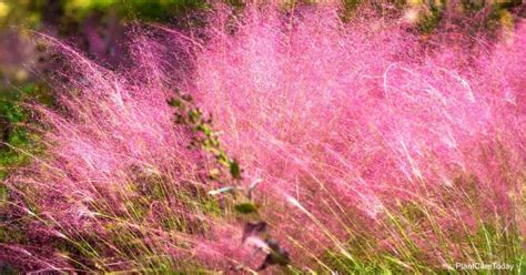 Pink Muhly Grass Care: How To Grow Muhlenbergia Capillaris