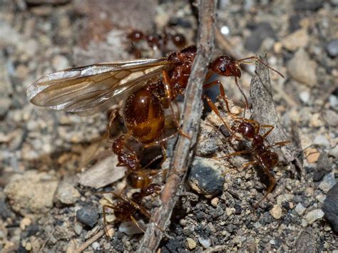 Getting to know funnel ants — Life in a Southern Forest