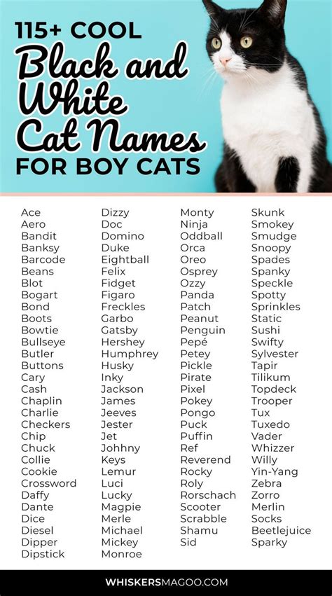 Cool Black Cat Names - Terry-has-Yoder