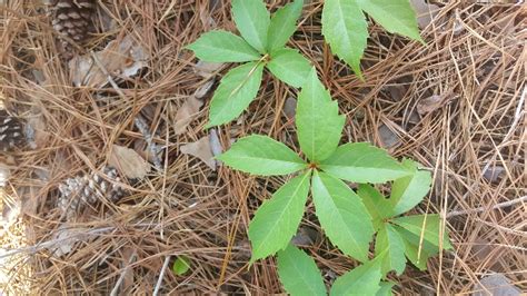 Weed of The Month – Virginia Creeper | Home & Garden Information Center