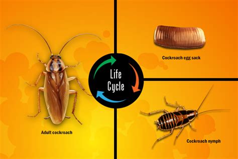 Roach Chart Life Cycle