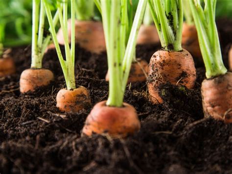 Learn How To Grow Carrots In The Garden