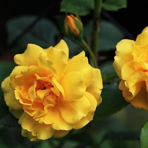 yellow knockout roses | Double Knockout Rose - Plano Stone Yard and ...