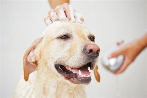 Pet Care 101: Tips for Bathing Your Dog - My Animals