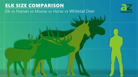 Moose Vs Deer: What Are the Differences? - IMP WORLD