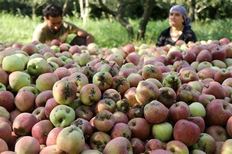 Fungal scab attack can spell doom for Kashmir’s apple growers this year