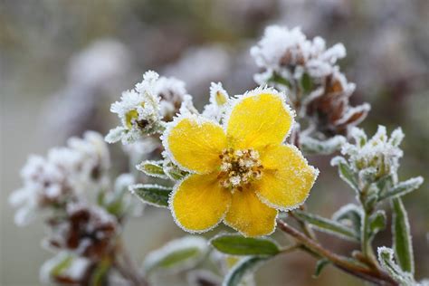 Tundra Plant Life Information