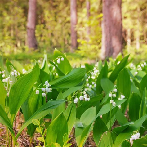 Fragrant White Lily of the Valley Pips for Sale | Groundcover 50 pack ...