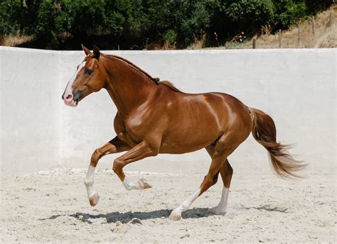 8/☼ Iberian Horses 2007 Andalusian x Thoroughbred Stallion | Horses ...