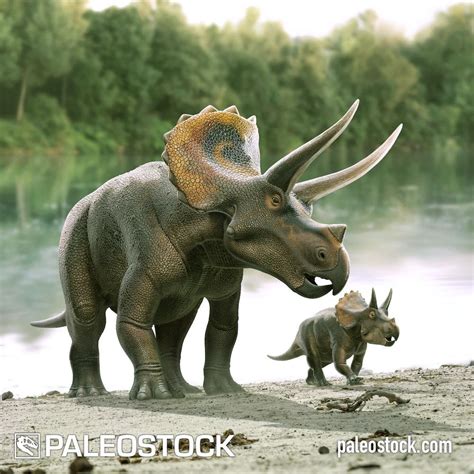 Triceratops With Its Calf stock image – Studio 252MYA