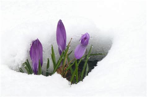 Wisconsin Spring Means Crocuses In Snow - Wisconsin Life