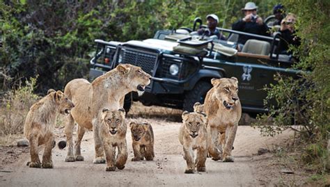 Travel to Africa on Safari | African Wildlife Safaris