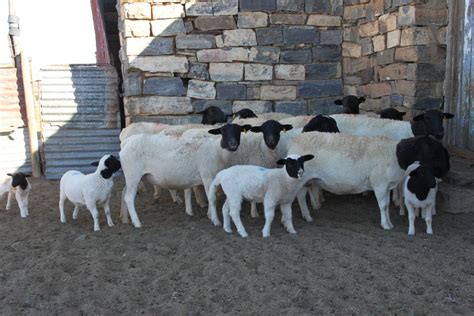 Ewes pregnant & Lambs 1 (10) – Kranskop Dorpers