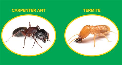 Termites vs. carpenter ants | Western Exterminator