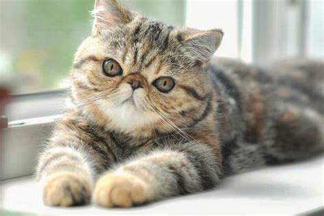 Are Exotic Shorthair Cats Hypoallergenic? Tips for Allergic Families