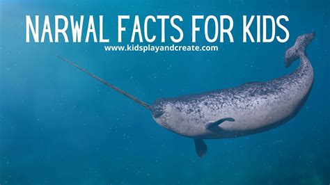 Unicorn's of the Sea, Narwhal Facts for Kids - Kids Play and Create