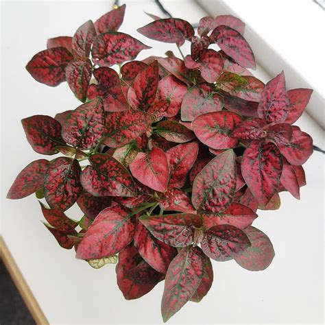 Top 10 Houseplants With Red Leaves - Thursd