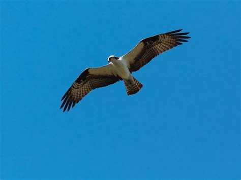 Ospreys: A Unique Bird of Prey | Northwest Rafting Company