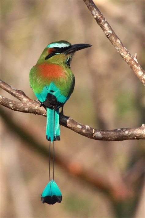 Guardabarranco, Nicaragua national bird, gorgeous! pbase.com Most ...